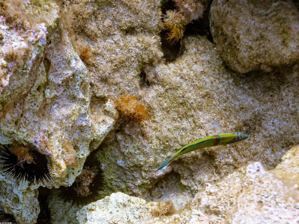 ការលេងសប្បាយ: របៀបធ្វើឱ្យការលេងសប្បាយក្លាយជាផ្នែកមួយនៃជីវិត