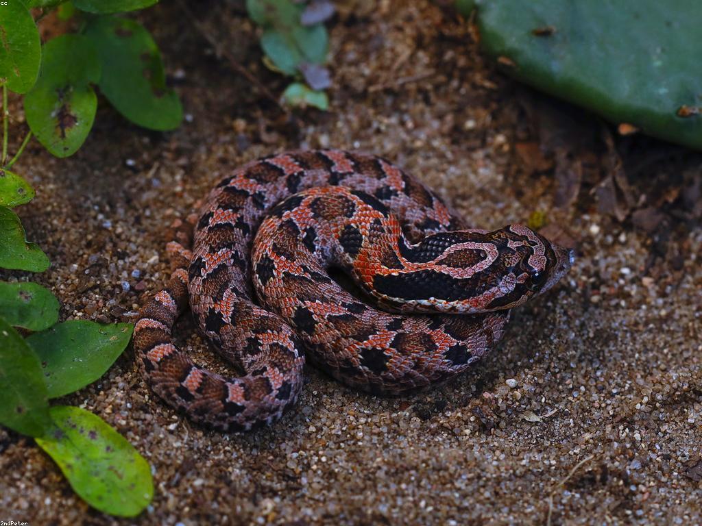 ការលេងសប្បាយ: បទពិសោធន៍សប្បាយដែលអ្នកមិនគួរមិនឲ្យឈប់